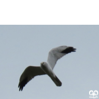 گونه سنقر سفید Pallid Harrier